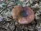 Mézszagú galambgomba (Russula melliolens), Mátra